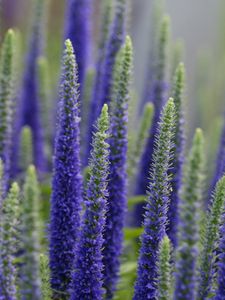 Preview wallpaper lupine, flowers, plant, bloom, blue