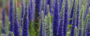 Preview wallpaper lupine, flowers, plant, bloom, blue