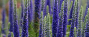 Preview wallpaper lupine, flowers, plant, bloom, blue