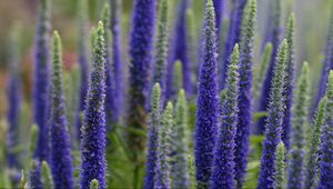 Preview wallpaper lupine, flowers, plant, bloom, blue