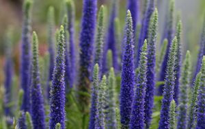 Preview wallpaper lupine, flowers, plant, bloom, blue