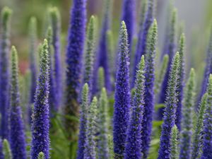 Preview wallpaper lupine, flowers, plant, bloom, blue