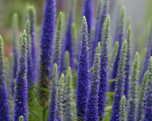 Preview wallpaper lupine, flowers, plant, bloom, blue