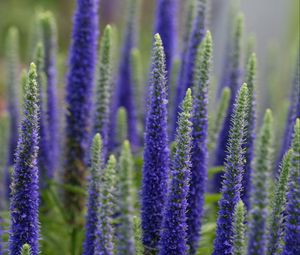 Preview wallpaper lupine, flowers, plant, bloom, blue