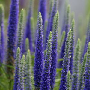 Preview wallpaper lupine, flowers, plant, bloom, blue