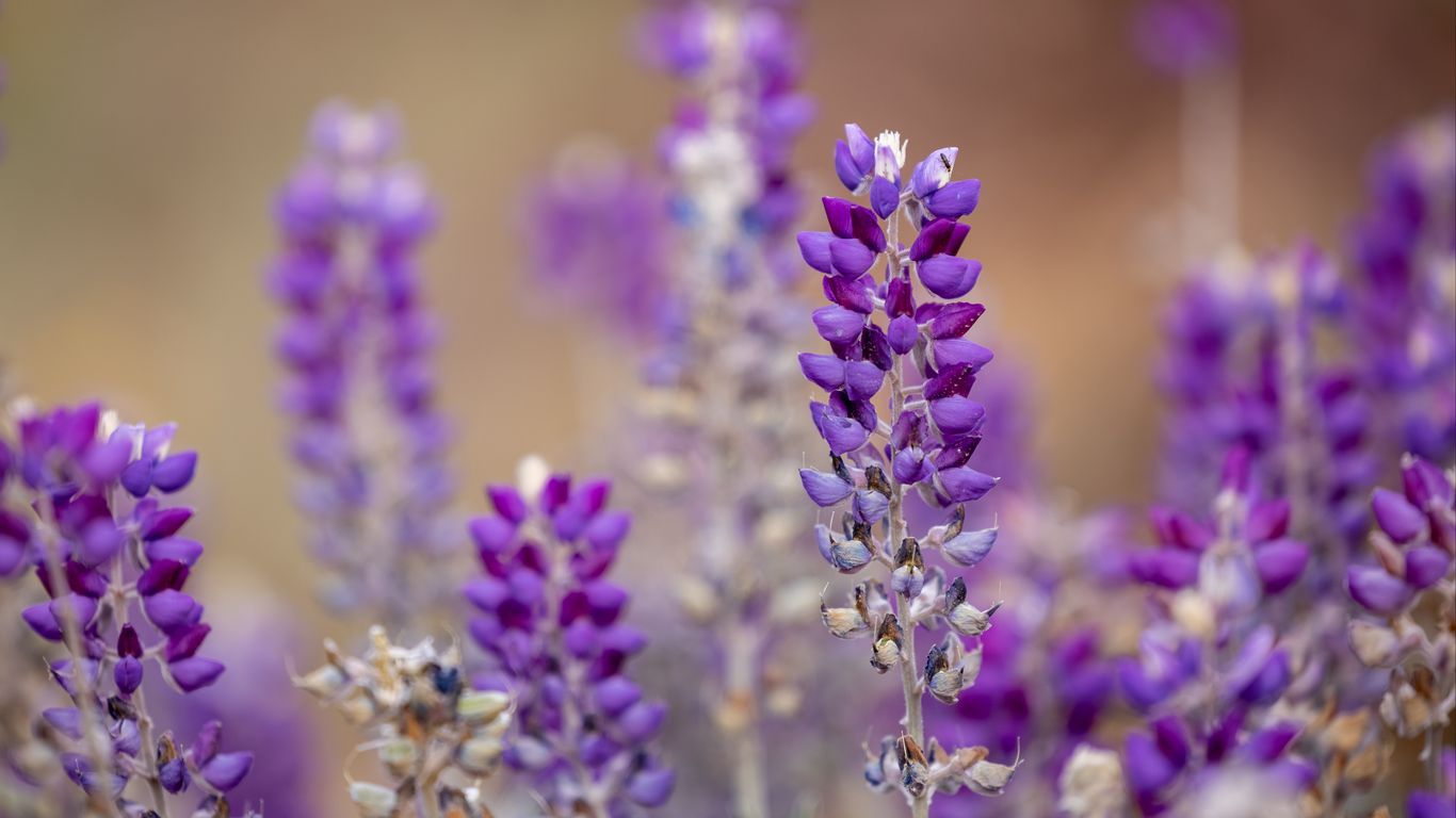 Download wallpaper 1366x768 lupine, inflorescence, blur, purple tablet