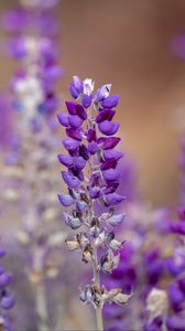 Preview wallpaper lupine, inflorescence, blur, purple