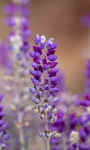 Preview wallpaper lupine, inflorescence, blur, purple