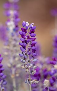 Preview wallpaper lupine, inflorescence, blur, purple