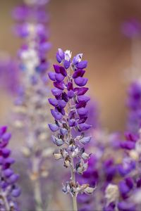 Preview wallpaper lupine, inflorescence, blur, purple