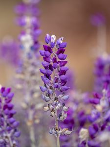 Preview wallpaper lupine, inflorescence, blur, purple