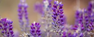 Preview wallpaper lupine, inflorescence, blur, purple