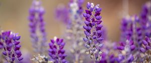 Preview wallpaper lupine, inflorescence, blur, purple