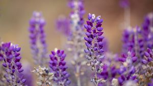 Preview wallpaper lupine, inflorescence, blur, purple