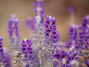 Preview wallpaper lupine, inflorescence, blur, purple