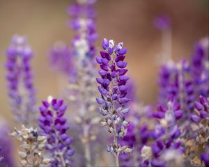 Preview wallpaper lupine, inflorescence, blur, purple