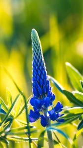 Preview wallpaper lupine, inflorescence, leaves, flowers