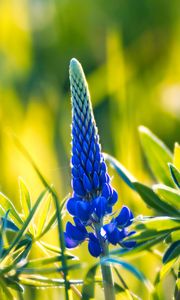 Preview wallpaper lupine, inflorescence, leaves, flowers