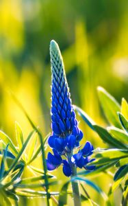 Preview wallpaper lupine, inflorescence, leaves, flowers