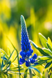 Preview wallpaper lupine, inflorescence, leaves, flowers