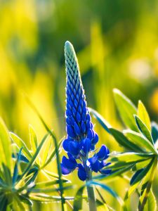 Preview wallpaper lupine, inflorescence, leaves, flowers