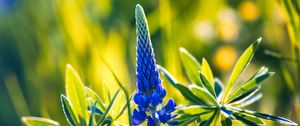 Preview wallpaper lupine, inflorescence, leaves, flowers