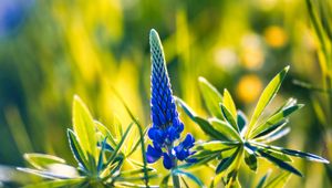 Preview wallpaper lupine, inflorescence, leaves, flowers