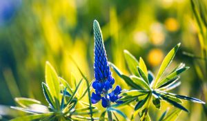 Preview wallpaper lupine, inflorescence, leaves, flowers