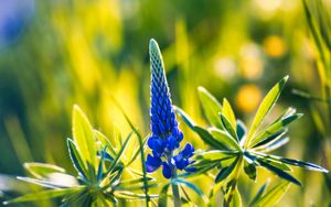 Preview wallpaper lupine, inflorescence, leaves, flowers