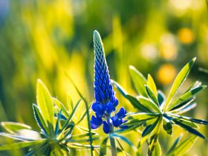 Preview wallpaper lupine, inflorescence, leaves, flowers