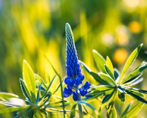 Preview wallpaper lupine, inflorescence, leaves, flowers