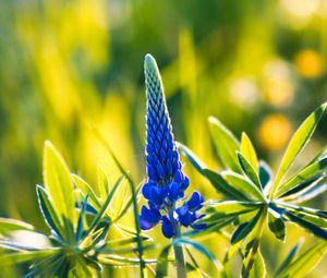 Preview wallpaper lupine, inflorescence, leaves, flowers