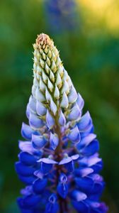 Preview wallpaper lupine, inflorescence, macro, flower, blue