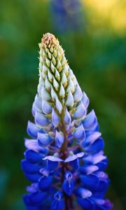 Preview wallpaper lupine, inflorescence, macro, flower, blue