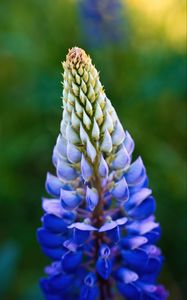 Preview wallpaper lupine, inflorescence, macro, flower, blue