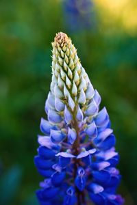 Preview wallpaper lupine, inflorescence, macro, flower, blue