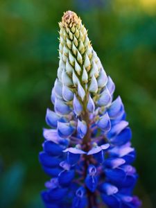 Preview wallpaper lupine, inflorescence, macro, flower, blue