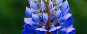 Preview wallpaper lupine, inflorescence, macro, flower, blue