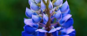 Preview wallpaper lupine, inflorescence, macro, flower, blue