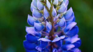 Preview wallpaper lupine, inflorescence, macro, flower, blue