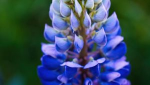 Preview wallpaper lupine, inflorescence, macro, flower, blue