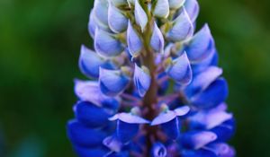 Preview wallpaper lupine, inflorescence, macro, flower, blue