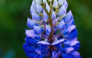Preview wallpaper lupine, inflorescence, macro, flower, blue