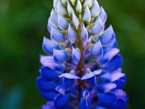 Preview wallpaper lupine, inflorescence, macro, flower, blue