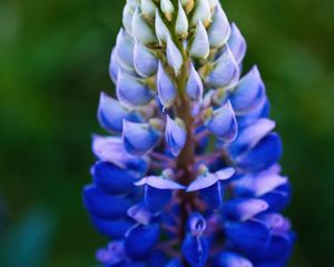 Preview wallpaper lupine, inflorescence, macro, flower, blue