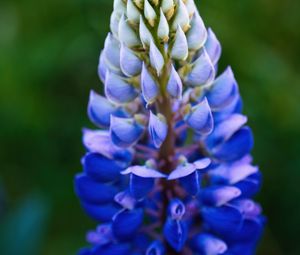 Preview wallpaper lupine, inflorescence, macro, flower, blue