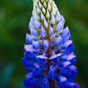 Preview wallpaper lupine, inflorescence, macro, flower, blue