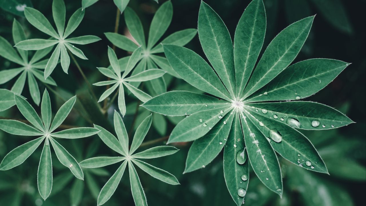 Wallpaper lupine, leaves, drops, water, macro