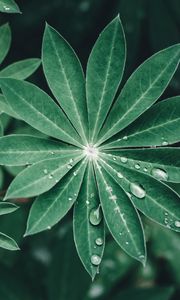 Preview wallpaper lupine, leaves, drops, water, macro