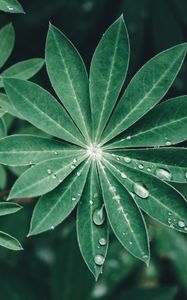 Preview wallpaper lupine, leaves, drops, water, macro